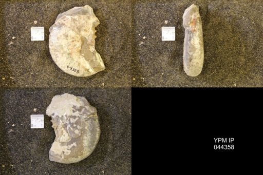 Hoploscaphites comprimus