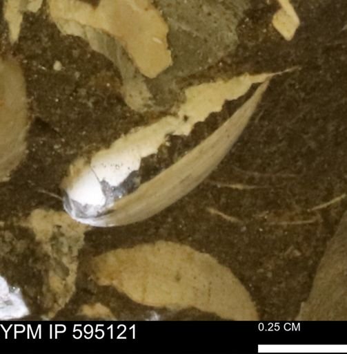 Protocardia sp.