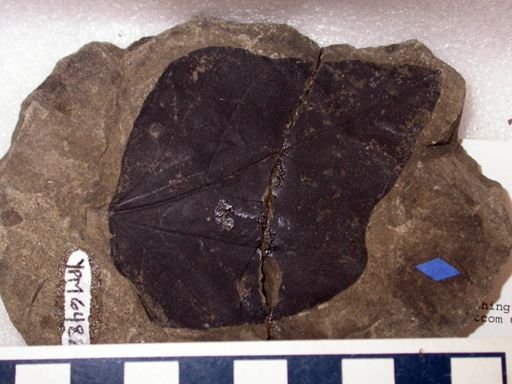 Angiospermopsida