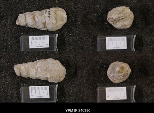 Cerithium bosquense