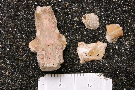 Eumys sp.
