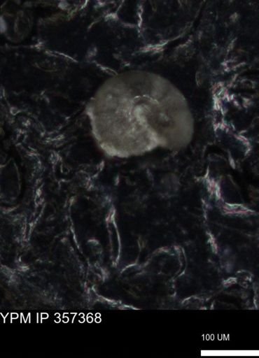 undet. Foraminiferida