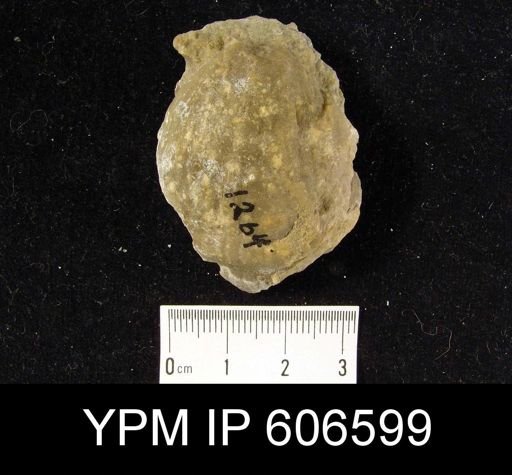 Virgiana barrandei