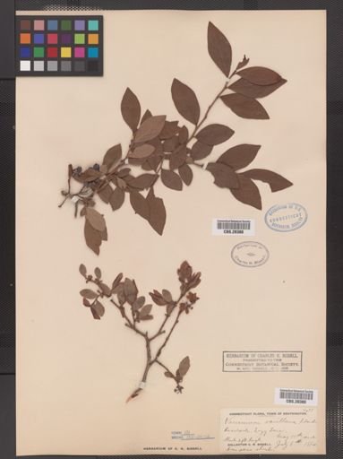 Vaccinium vacillans