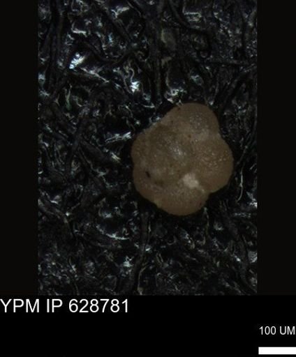 undet. Foraminiferida