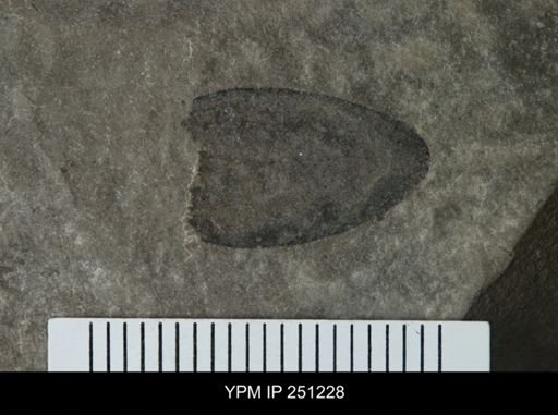 undet. Eurypterida