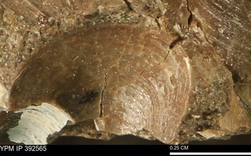 undet. Bivalvia