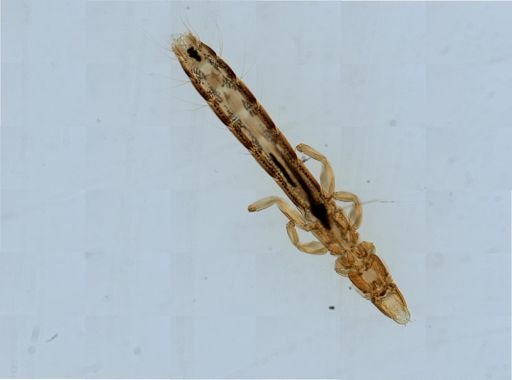 Columbicola columbae