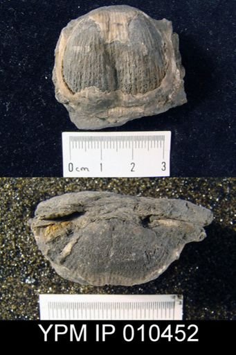 Productus taiyuanfuensis