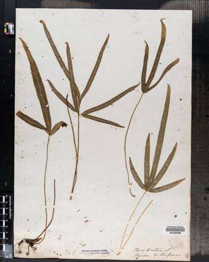 Pteris