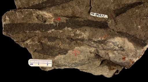 Drepanophycus sp.