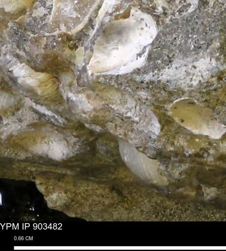 undet. Bivalvia