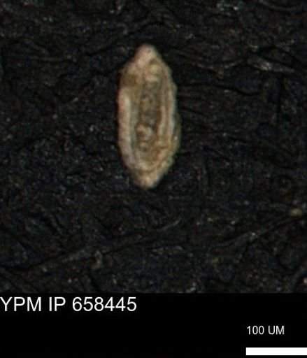 Spirolocammina planula