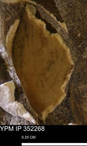 undet. Mollusca