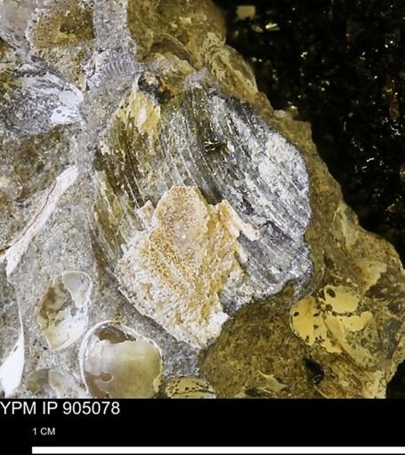 undet. Bivalvia