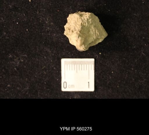 Pharkidonotus montfortianus