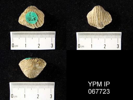 Anastrophia verneuili