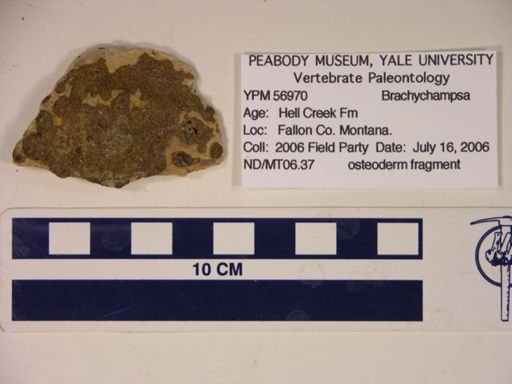 Brachychampsa