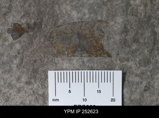undet. Eurypterida