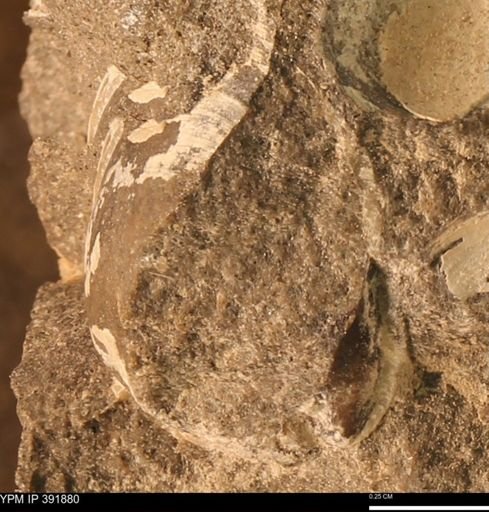 Protocardia sp.