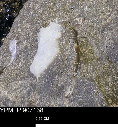 undet. Mollusca