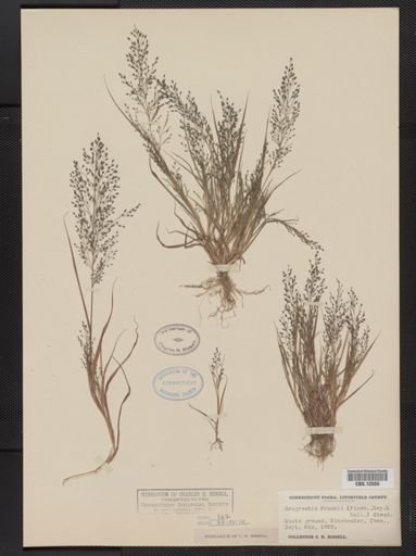 Eragrostis frankii