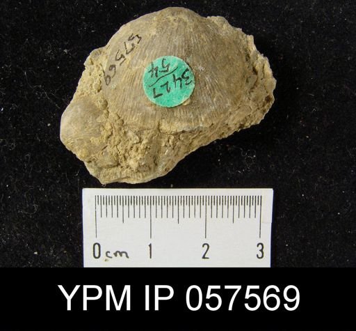 Rhipidomella sp.