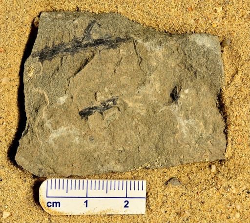 Sawdonia ornata