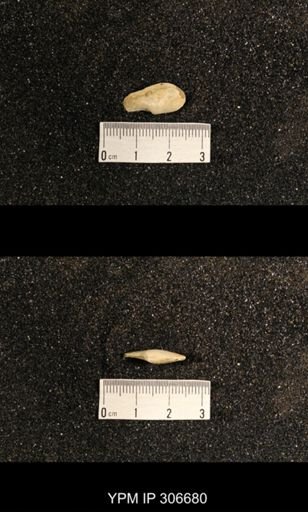 Phestia bellistriata