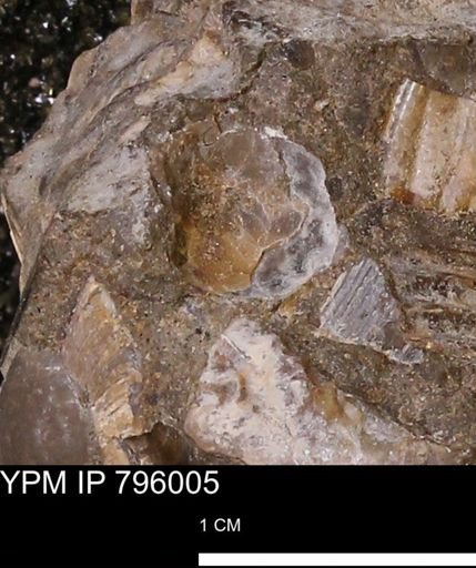 undet. Bivalvia