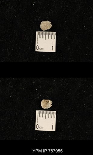 undet. Brachiopoda