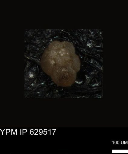 undet. Foraminiferida