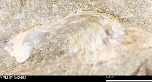 undet. Mollusca