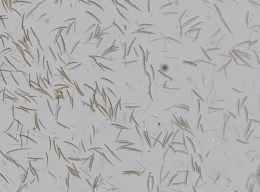 Clathria pennata