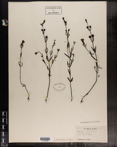 Plantae