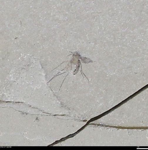 undet. Diptera