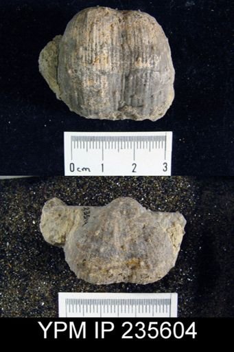 Productus inflatus