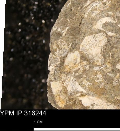 undet. Mollusca