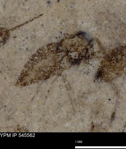 undet. Insecta