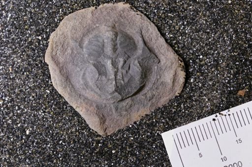 Euproops danae