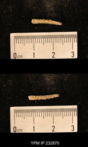 Archaeocidaris sp.