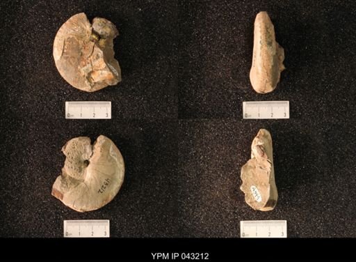 Hoploscaphites nicolletii