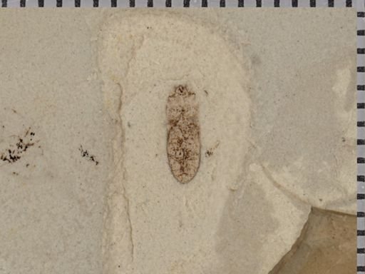 undet. Coleoptera