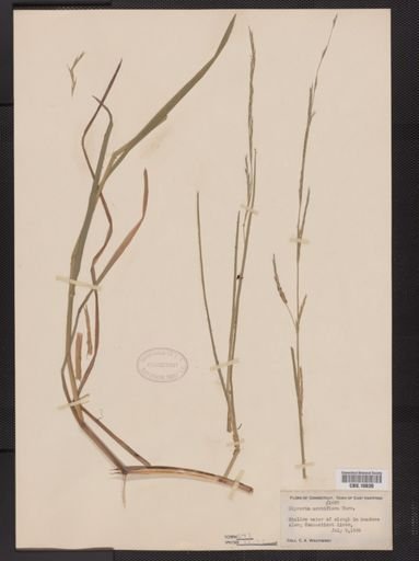 Glyceria acutiflora