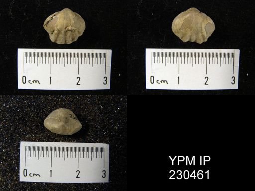 Enteletes pugnoides