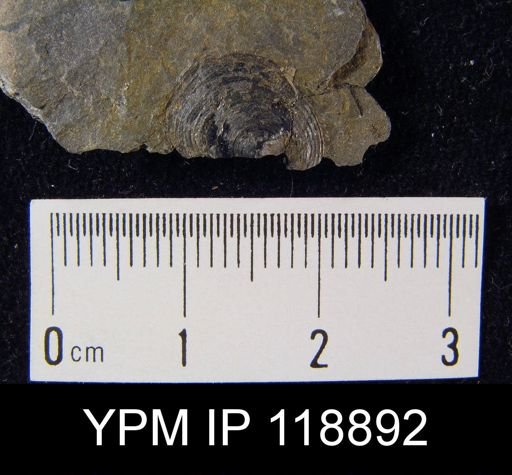 Orbiculoidea subplana