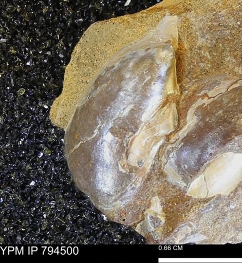 Phelopteria linguaeformis
