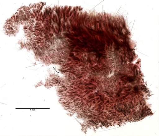 Craniella cranium