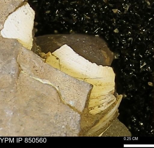 Limopsis striatopunctatus