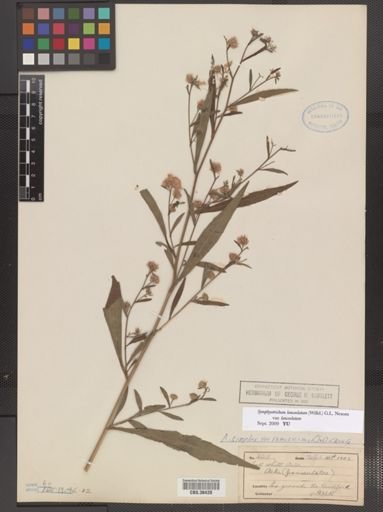 Symphyotrichum lanceolatum lanceolatum